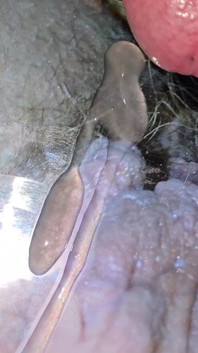 Solo Cum Tribute