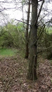 Outdoor Fuck