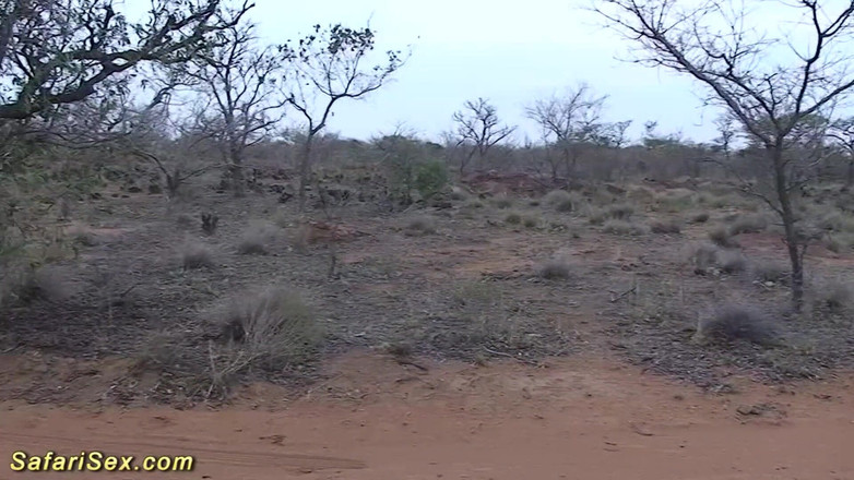 Safari sex: Африканская трах-оргия на сафари на сафари