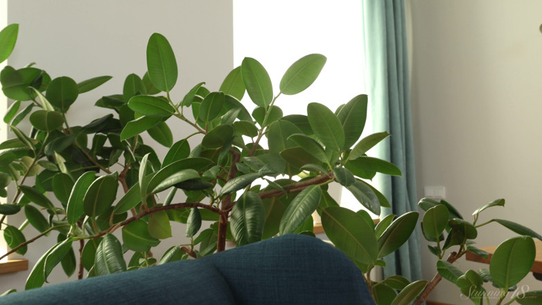 Stunning18: Passion Under the Ficus