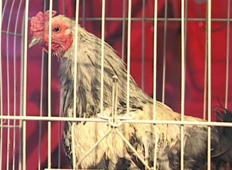 Analiscius: Gagica mascată țâțoasă este futută în cur și umplută de spermă pe față