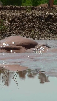 Deep, Creamy Brown Mud Bath in a Sand Pit