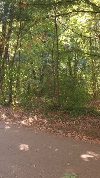 Ich habe den großen schwanz eines fremden im park gelutscht, riskanter sex im freien