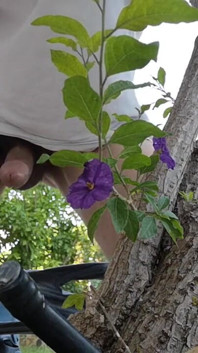 Watch Me Jerking off Outdoors While Hiding Behind a Tree