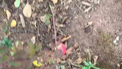 sweethanajapanese: Tiram air di Kebun Apel