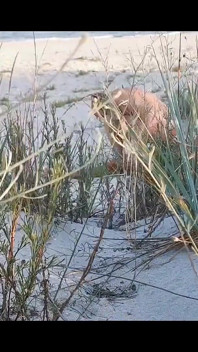 Couple Caught on Camera Having Sex on the Beach