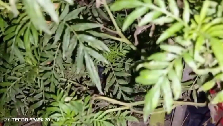 Real Time Enjoy: Komşu komşuyla akşam seks