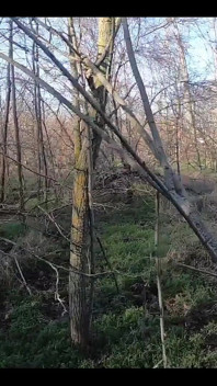 Зрадлива дружина