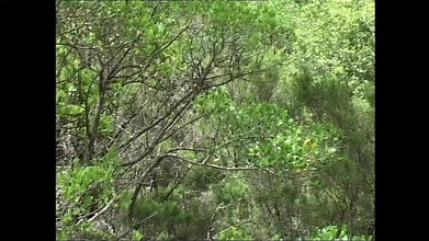 XTime Vod: Büyük yarağını sıkı götüme sok ve amımı sik evlat!!