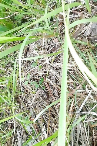 Gangbang straight: Chcací pocta Anjali Arora v džungli