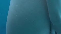 Underwater Bush and Body Tour Pearl Sage