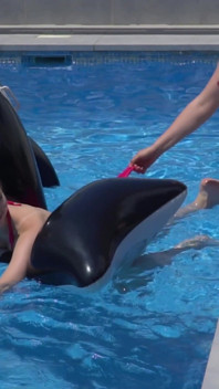 Le ragazze lesbiche si divertono in piscina con uno squalo gonfiabile