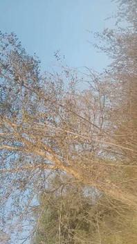 Mengisap penis pacarnya di hutan, menguras semua air