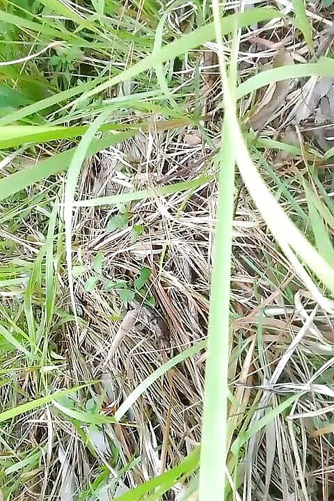 Gangbang straight: ジャングルのアンジャリ・アローラへの小便トリビュート