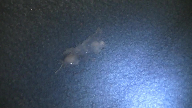 Mark Hannes: Naken puckel onani på en blå matta