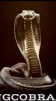 Snowbunny MILF Loves a Mouthful of Big Black King Cobra Cock