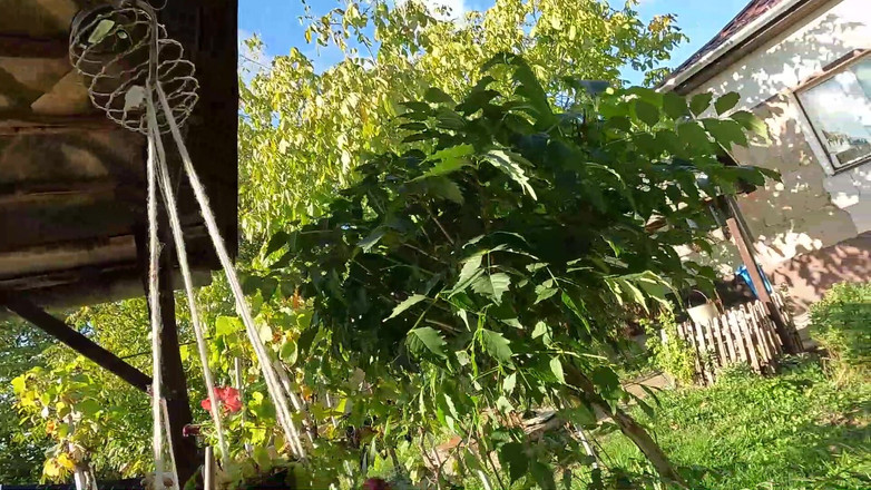 bekycarril: Pipe Dans La Nature Avec Éjaculation Dans La Bouche Dans Le...