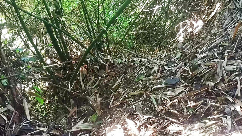 Sondal: Arbeit im Wald rettet mehr Tipps