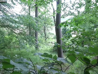 Tranny slet in het openbaar vóór toeschouwers gebruikt in het bos