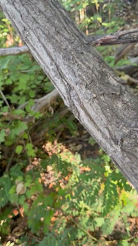 Public Masturbation Boise Idaho Greenbelt Bike Walking Trail