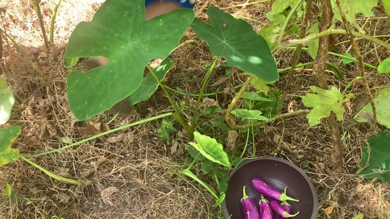 Nuragee: O desejo que surgiu quando eu fui para a floresta...