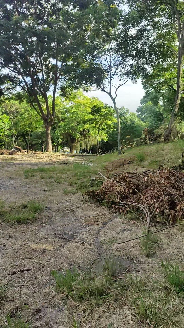 Lily Slav: Als een puppy in het bos wandelen