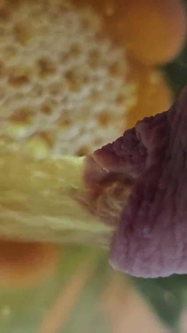 Macro Long Foreskin Piss