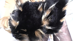 Lady Victoria Valente: Treinamento de ejaculação: farejar cachecol de pelo e gozo, Lady...