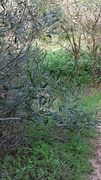 Granny Looks for a Lover Nacked in the Woods