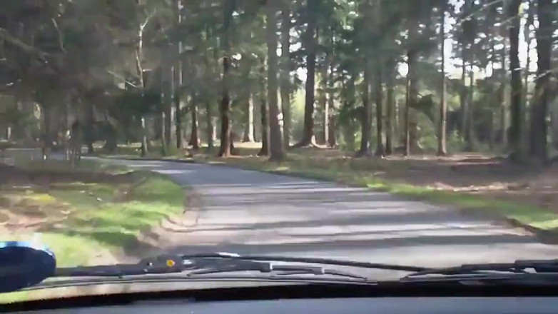 Movies by Louise: Going down in the woods