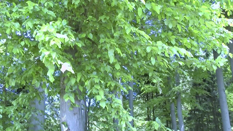 Cumdate: Mature Redhead MILF Rides BBC Outdoors for Facial