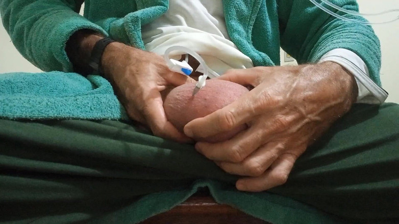 Lion big balls: Saline dans les testicules