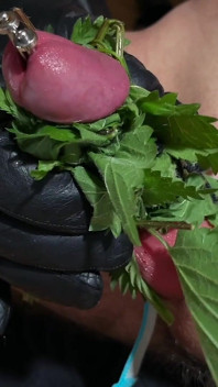 Cum with Nettles Inside Dick