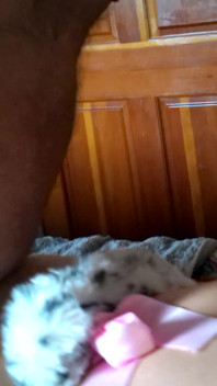 Dogging the Kitten