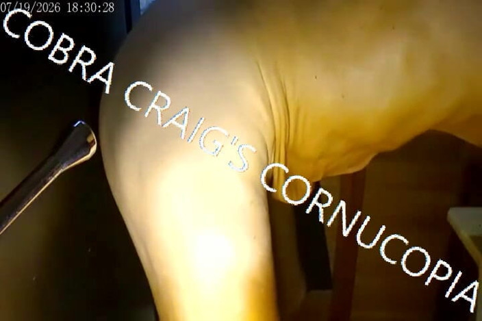 COBRA CRAIG: 7-19-2026 กลับมากับควยใหญ่คนดําตัวเล็กของกูไม่มาก