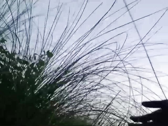 I Went Out to Do Mangal in the Jungle in the Morning // Watch Full Video, You Will Enjoy (A Kumar)