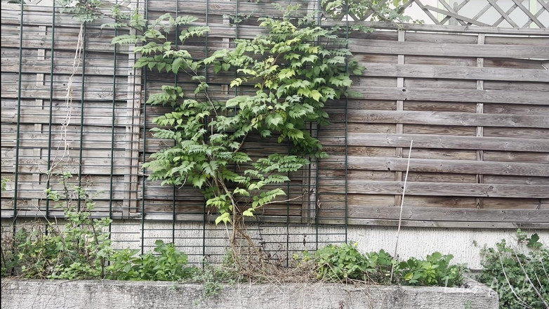 Loren Aprile: 穿着透视衣服和肛门手淫的户外散步