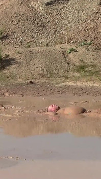 A Great Mud Adventure