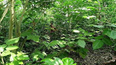 Asha Devi: Adik ipar dikongkek dalam hutan - seks panas India