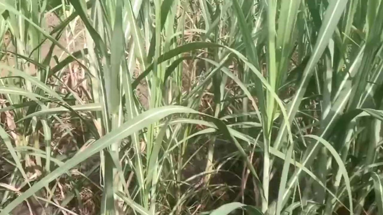 Priyanka314: 구아바 농장에서 가슴을 잡고 쥐어짜는 인도 친구의 마누라