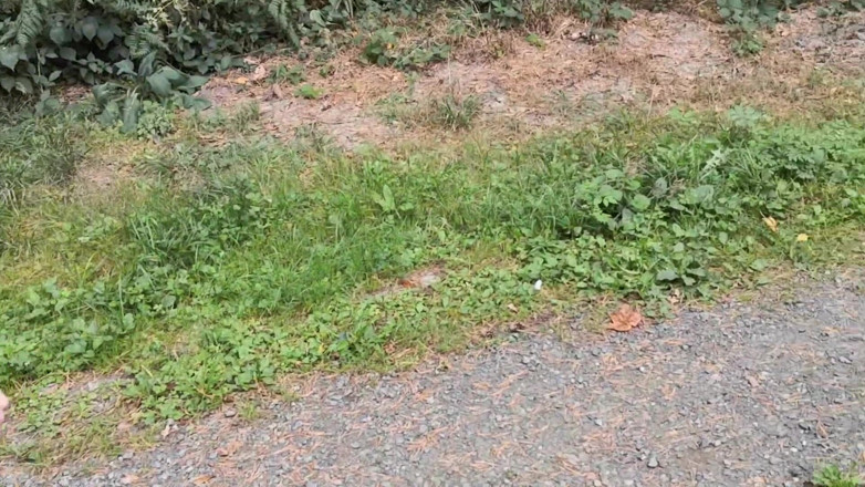Bouncy Tits Action: Punishment Walk - Stuffing Her Bra and Panties in the Woods
