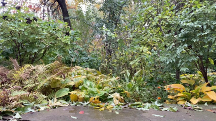 Elena: Kenapa tidak kencing di taman autumn