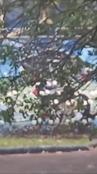 Mijando e chupando em uma praça ao ar livre