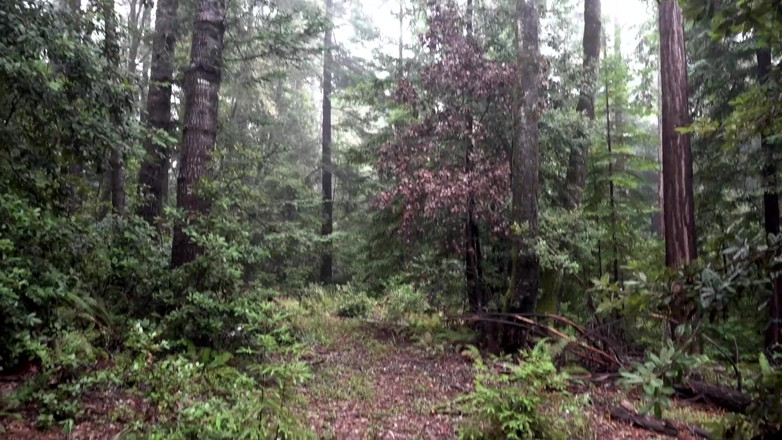Princess Leia: Cadela engole porra na floresta