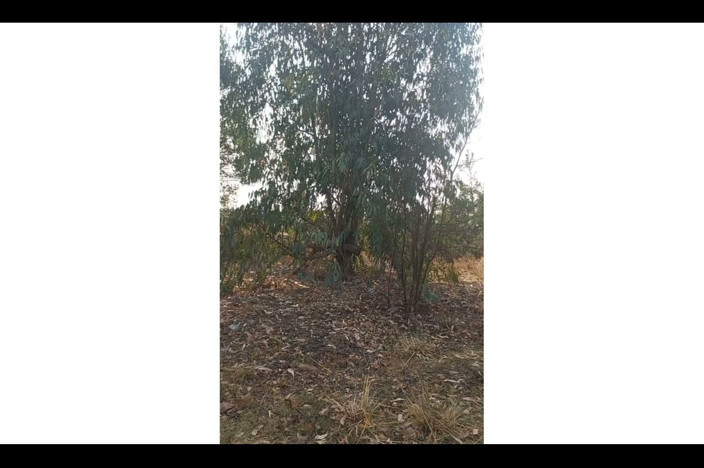 Mr_african: Probeerde een juiste plek in het bos te vinden om...