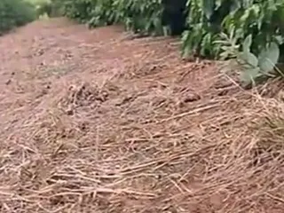 Amateur world: Novinha Linda De Dreads Fode Dentro Do Cafezal