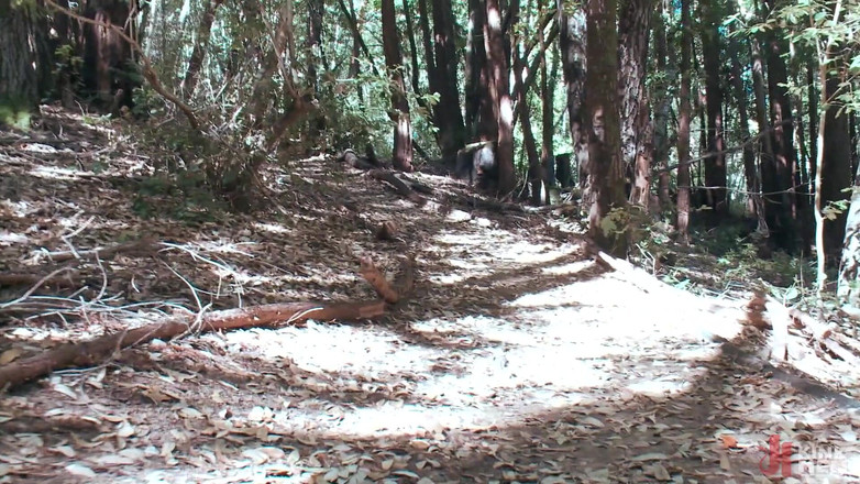 Kink Men Classics: De hut serie 4 - gebonden en geneukt in het bos