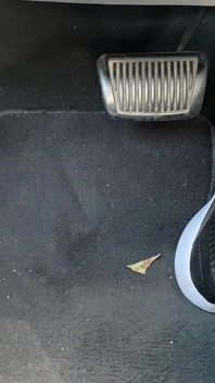 Mengepam pedal dalam kasut tenis oleh kaki ivy