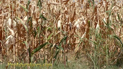 Pee Adventures: Pee in a corn field