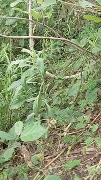 While Roaming in the Field, He Started Hitting the Hilt
